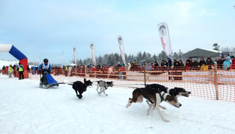 Международные гонки на Собачьих упряжках "По земле Сампо"