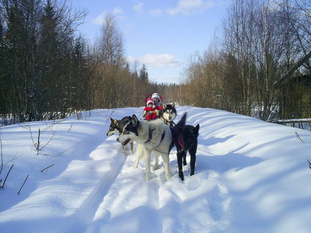 Активный отдых на собачьих упряжках