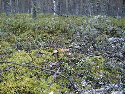 Природа. Фото М.Молдавской