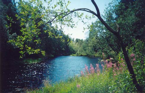 Приладожье, речка