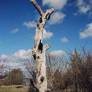 Сосна Леннрота