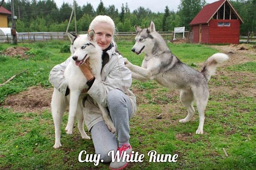 Хаски в Карелии "White Rune Husky Team"