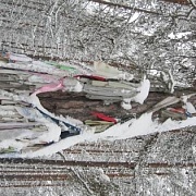 Сосна Ивана Рокаччу