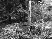 Могила неизвестного советского воина1939-1940 гг. шоссе Суоярви-Лоймола, 31,8км, 3,7км на север