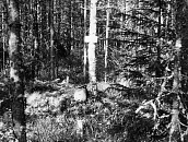 Могилы трех советских воинов (1939-1940 гг.) п.Лоймола, дорога Лоймола- Колатсельга,16,5км, 550 м на северо-восток ,90м на юг