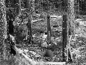 Могила неизвестного советского воина (1939-1940 гг.) поселок Лоймола, дорога Лоймола- Колатсельга, 16,5 км, 6,6км по лесной дороге на восток